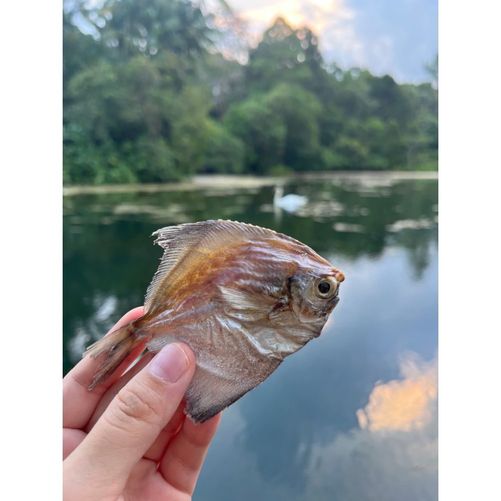 BellyUp Seasonal - Mini Pomfret