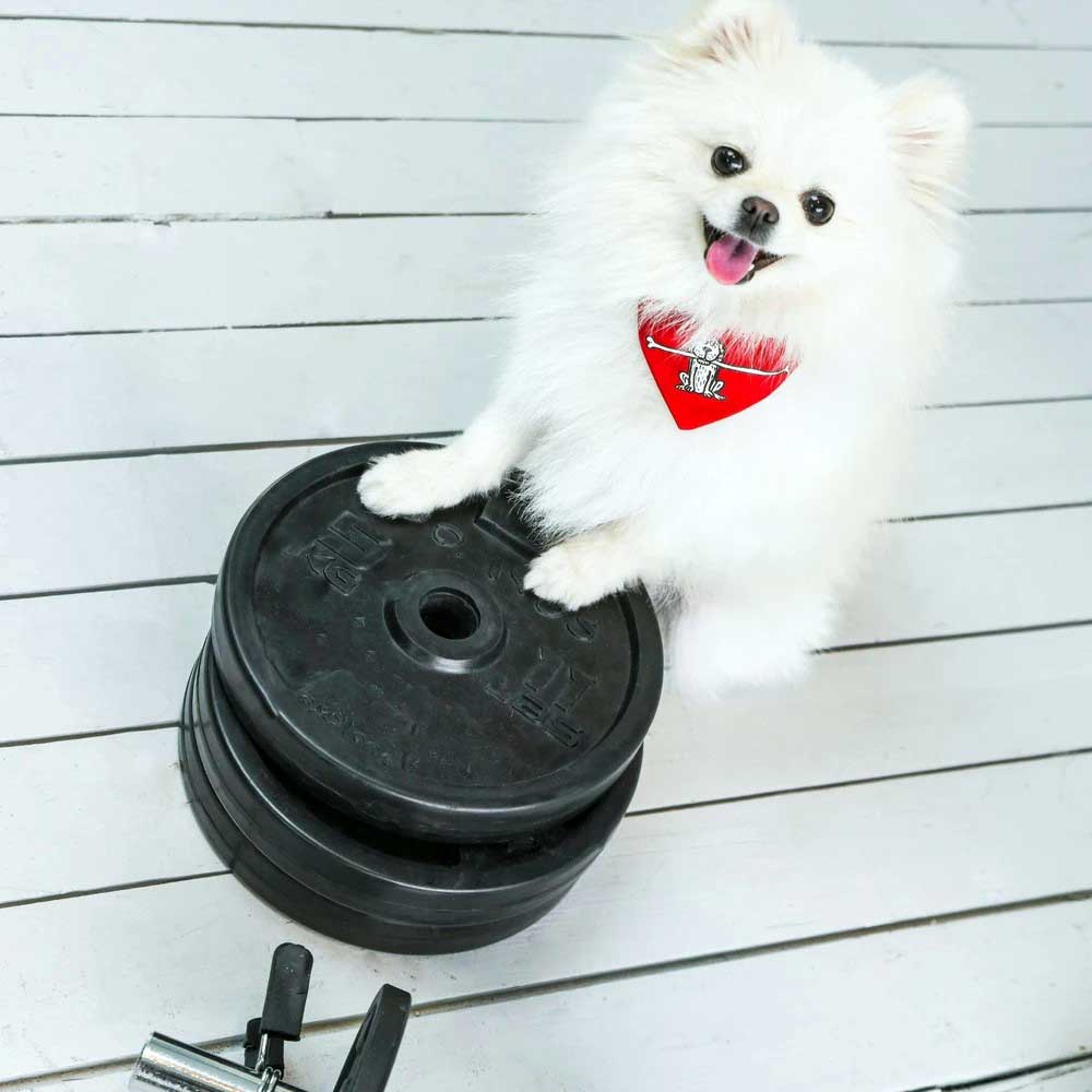 Petsochic Tiny Dog Collar Big Bone